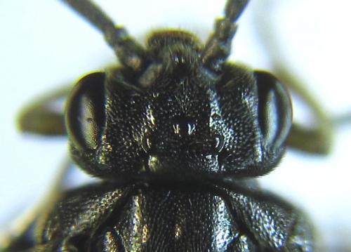 Réf. 278 494 : Pristiphora thalictri