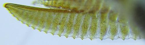 Dolerus aeneus