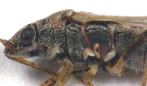 Nysius sp.
