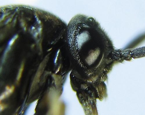 Réf. 278 495 : Pristiphora thalictri