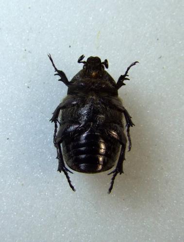 Netocia oblonga