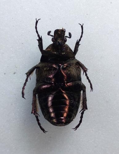Réf. 278 391 : Potosia angustata