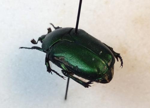 Réf. 278 929 : Protaetia ungarica