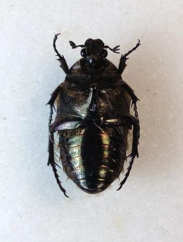 Réf. 278 983 : Cetonia aurata aurata