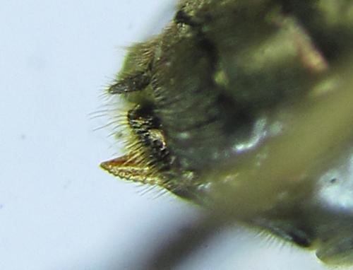 Réf. 278 496 : Pristiphora thalictri