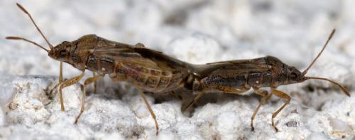Réf. 278 569 : Nysius sp.