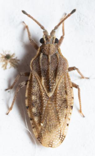 Réf. 278 877 : Tingis sp.