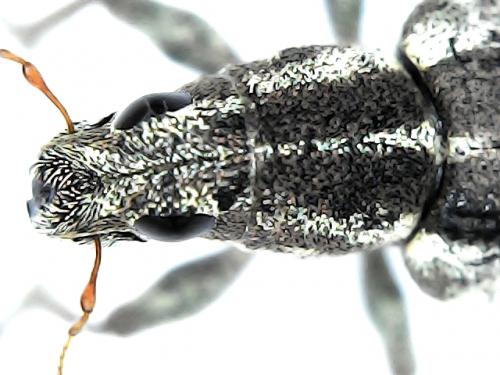 Sitona sp.