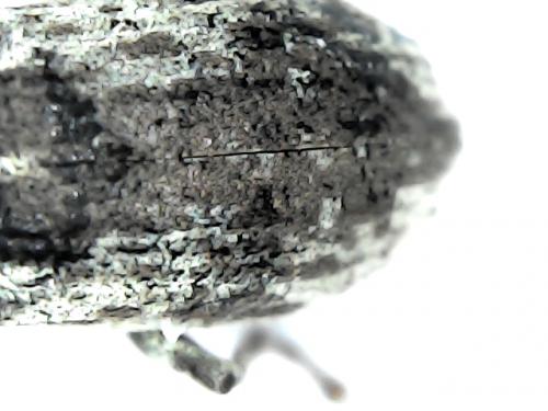 Sitona sp.