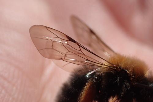 Andrena clarkella