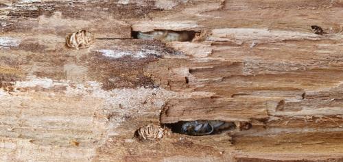 Réf. 278 137 : Saperda scalaris