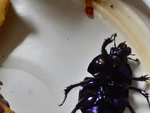 Réf. 278 405 : Geotrupes sp.