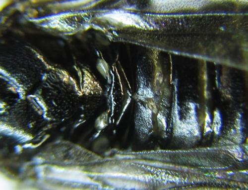 Réf. 278 497 : Pristiphora thalictri