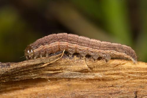 Mythimna riparia
