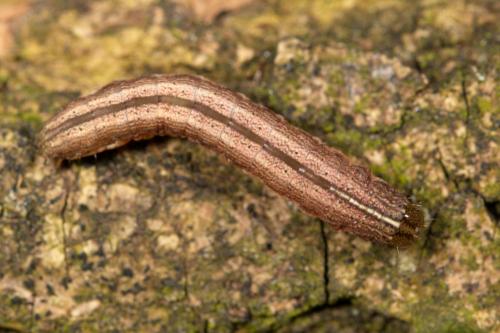 Mythimna riparia