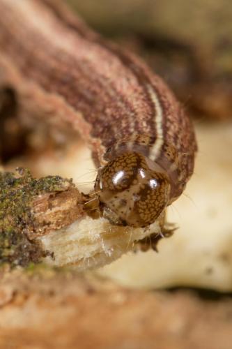 Réf. 278 553 : Mythimna riparia