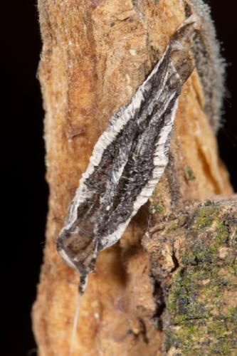 Mythimna riparia