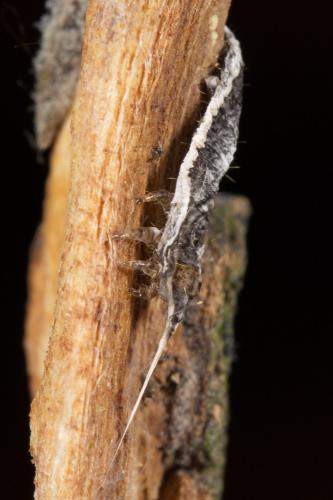 Réf. 278 555 : Mythimna riparia