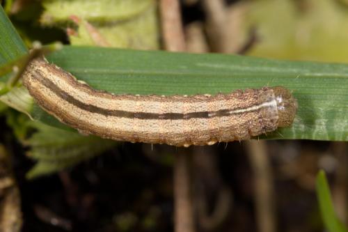 Réf. 278 556 : Mythimna riparia