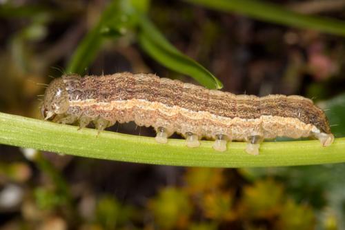 Réf. 278 557 : Mythimna riparia