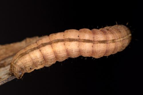 Mythimna riparia