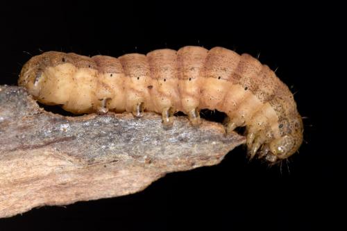 Réf. 278 559 : Mythimna riparia