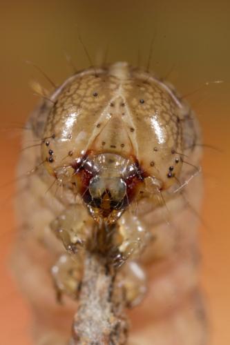 Réf. 278 560 : Mythimna riparia