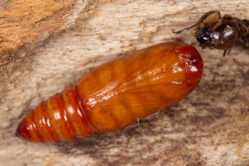 Réf. 278 561 : Mythimna riparia