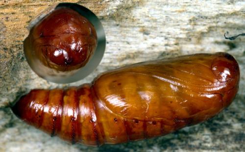 Mythimna riparia