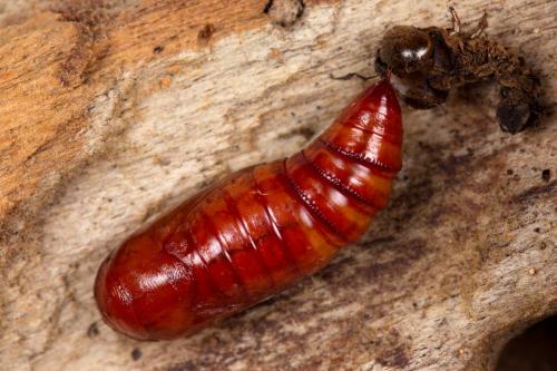 Réf. 278 562 : Mythimna riparia