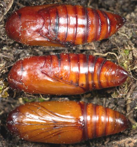Réf. 278 564 : Mythimna riparia