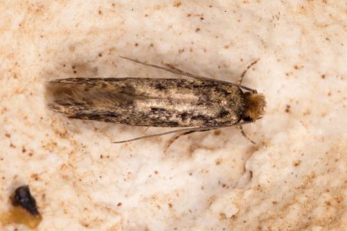 Réf. 278 065 : Niditinea fuscella