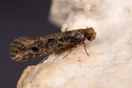 Niditinea fuscella