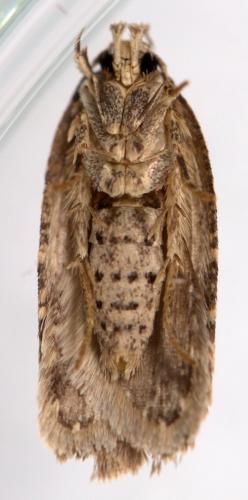Agonopterix curvipunctosa
