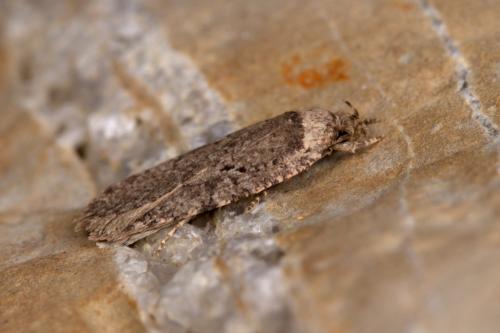 Agonopterix curvipunctosa