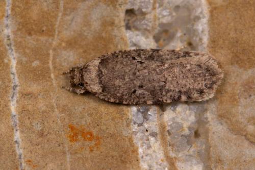 Agonopterix curvipunctosa