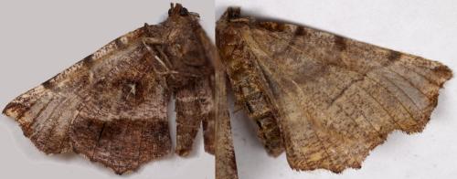 Réf. 278 146 : Selenia dentaria