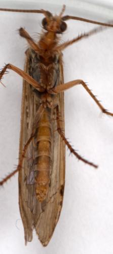 Limnephilus affinis