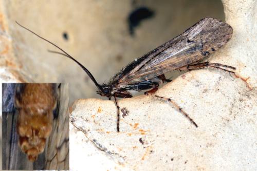 Limnephilus affinis