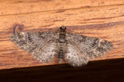 Gymnoscelis rufifasciata
