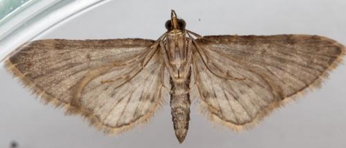 Réf. 278 362 : Gymnoscelis rufifasciata