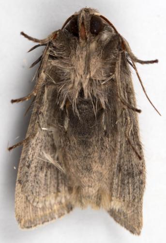 Réf. 278 567 : Mythimna riparia