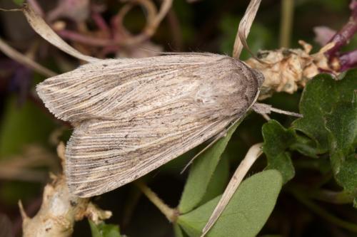 Réf. 278 565 : Mythimna riparia
