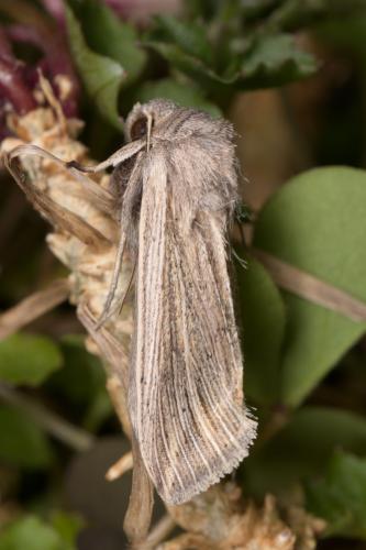 Réf. 278 566 : Mythimna riparia