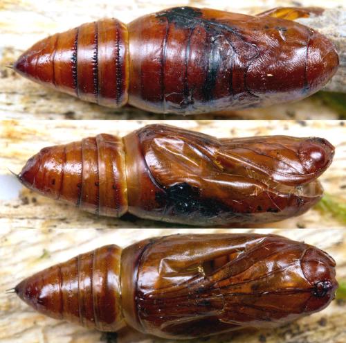Réf. 278 568 : Mythimna riparia