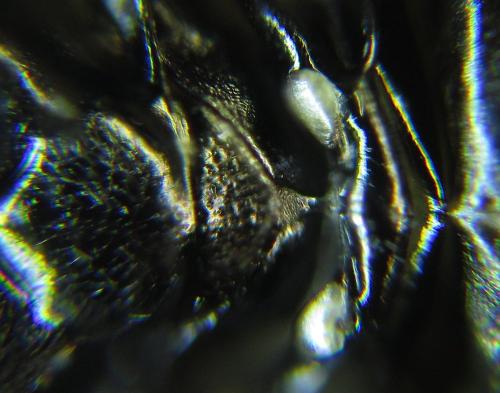 Réf. 278 498 : Pristiphora thalictri