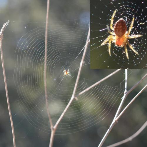 Araniella sp.