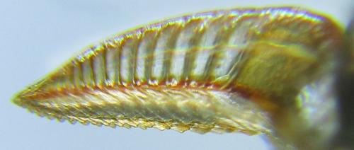 Réf. 278 499 : Pristiphora thalictri
