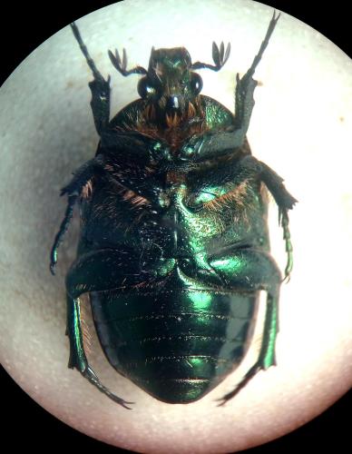 Réf. 278 930 : Protaetia ungarica