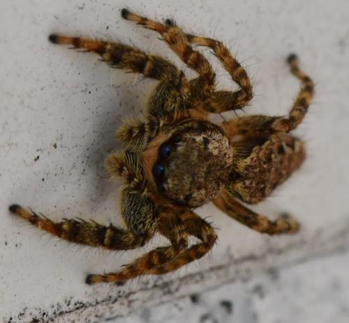 Marpissa muscosa
